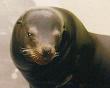 ca sea lion